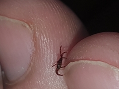 Rhipicephalus appendiculatus