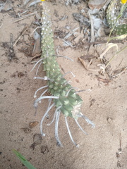 Euphorbia caput-medusae
