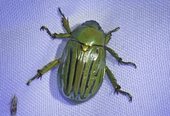 Chrysina gloriosa