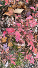 Vaccinium myrtilloides