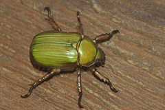 Chrysina lecontei