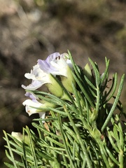Psoralea montana