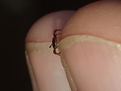 Rhipicephalus appendiculatus