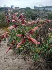 Salvia lanceolata