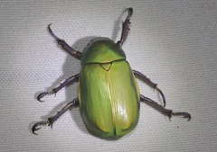 Chrysina beyeri
