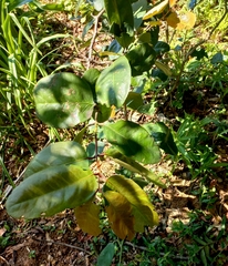 Allocassine laurifolia