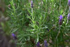 Lavandula dentata