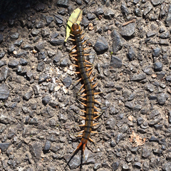 Scolopendra japonica
