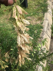 Lessertia frutescens