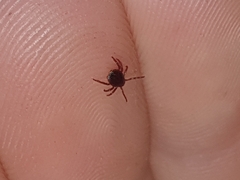 Rhipicephalus appendiculatus