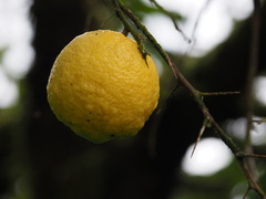 Citrus × taitensis