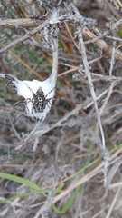 Oxyopes