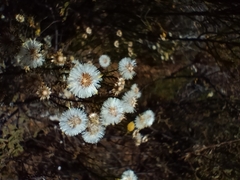 Erigeron bonariensis