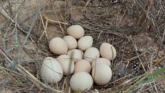 Numida meleagris coronatus