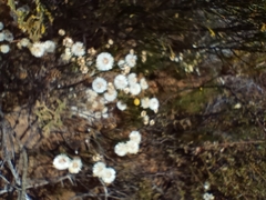 Erigeron bonariensis