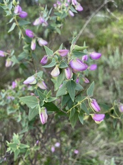 Polygala fruticosa