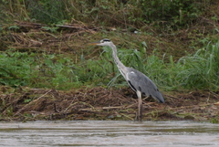 Ardea cinerea