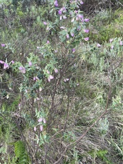 Polygala fruticosa