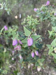 Polygala fruticosa