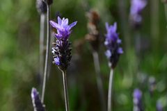 Lavandula dentata