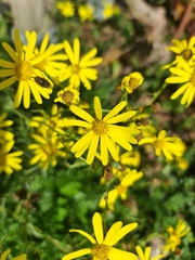 Senecio inaequidens