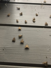 Loxostege sticticalis