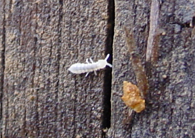Megaphorura arctica