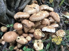 Pholiota squarrosa