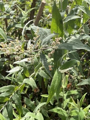 Buddleja madagascariensis