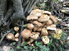 Pholiota squarrosa