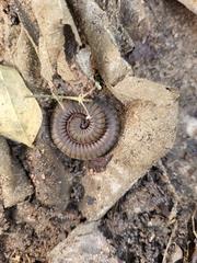 Myriapoda