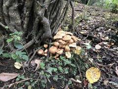 Pholiota squarrosa