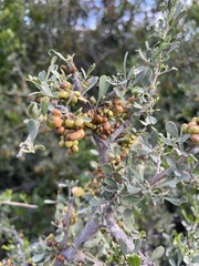 Searsia longispina