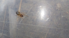Trachelidae