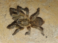 Harpactirinae
