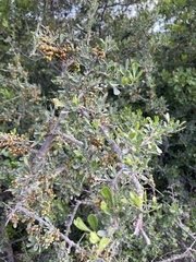 Searsia longispina