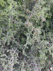 Searsia longispina