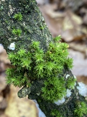 Lewinskya