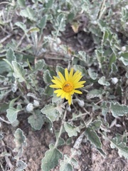 Arctotis arctotoides