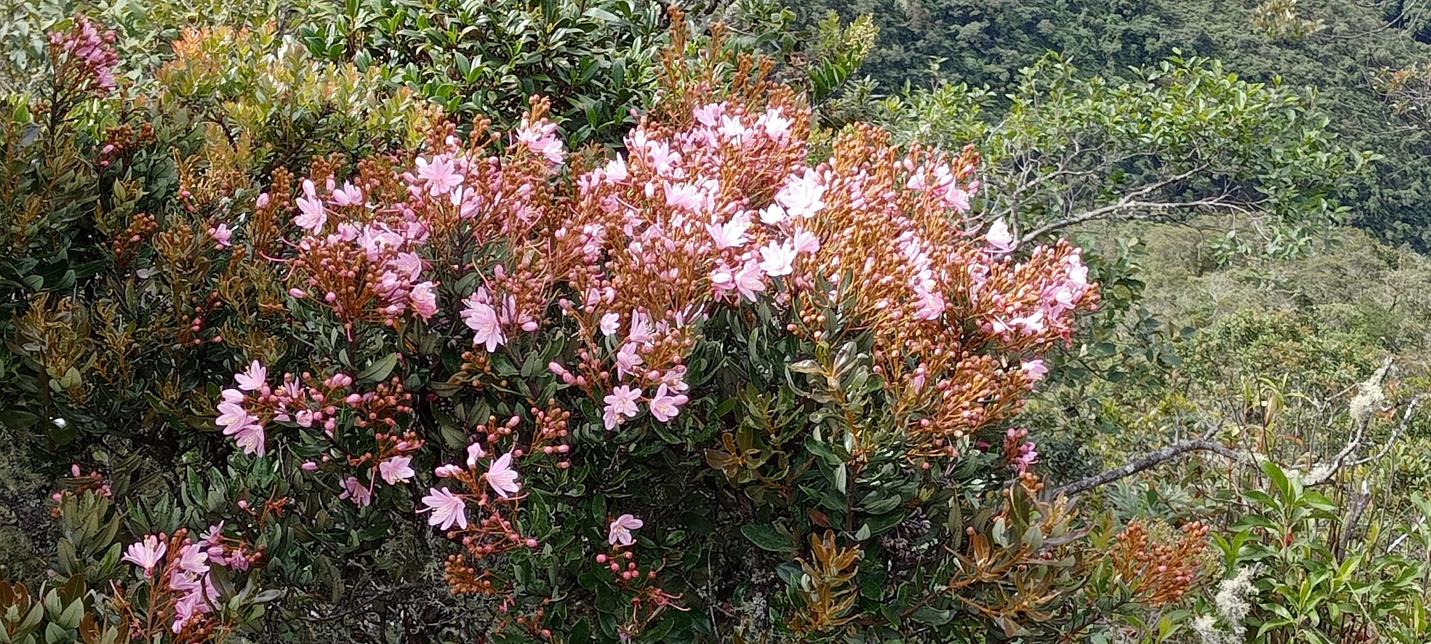 Bejaria aestuans image