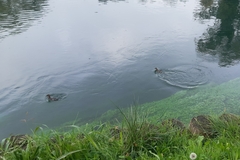 Tachybaptus ruficollis