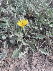 Arctotis arctotoides