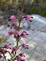 Erica spumosa