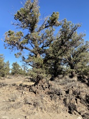 Juniperus occidentalis
