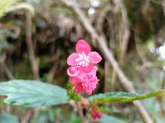 Begonia urticae