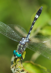 Micrathyria hagenii