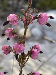 Erica spumosa