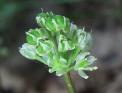 Allium tricoccum