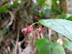 Lepanthes