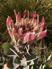 Protea eximia